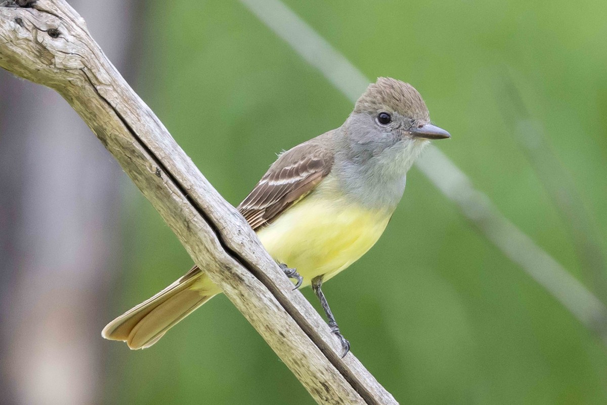Great Crested Flycatcher - ML620334438