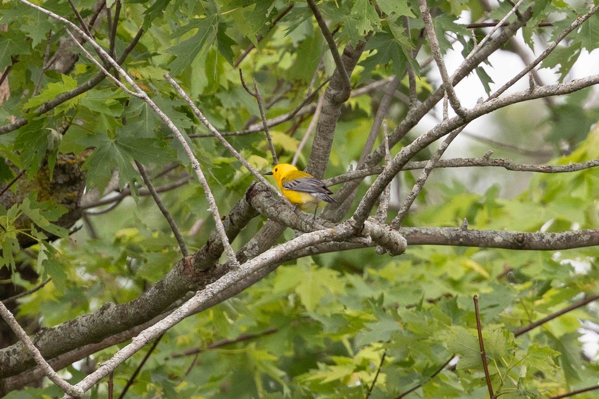 Prothonotary Warbler - ML620334439
