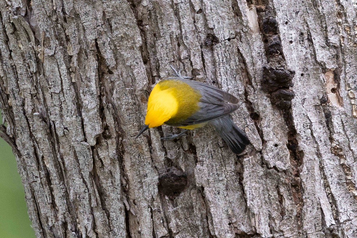 Prothonotary Warbler - ML620334440