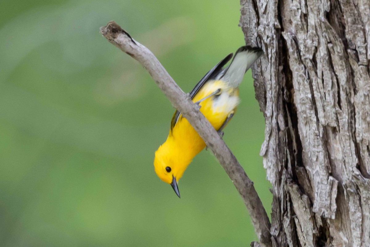 Prothonotary Warbler - ML620334441