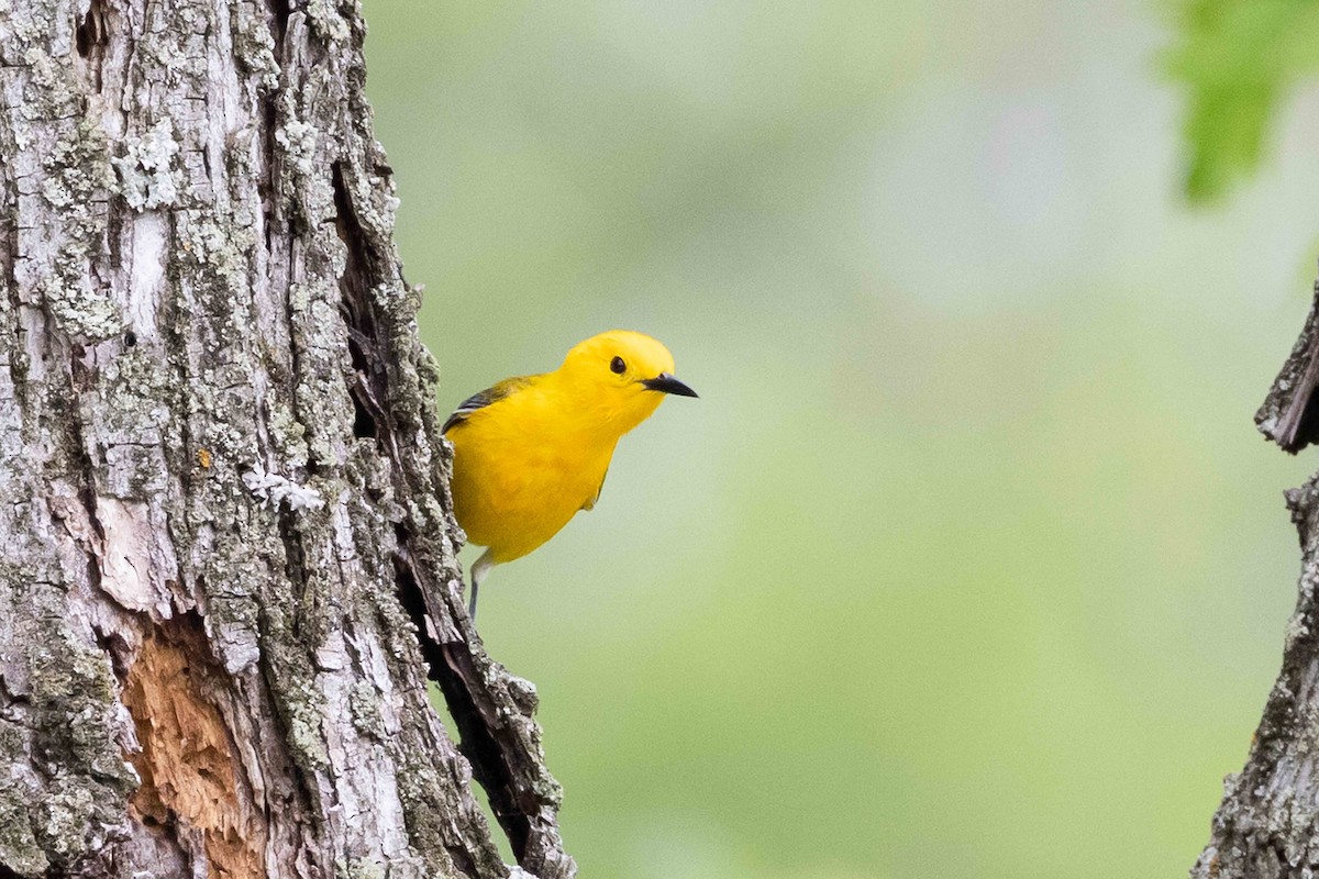 Prothonotary Warbler - ML620334442