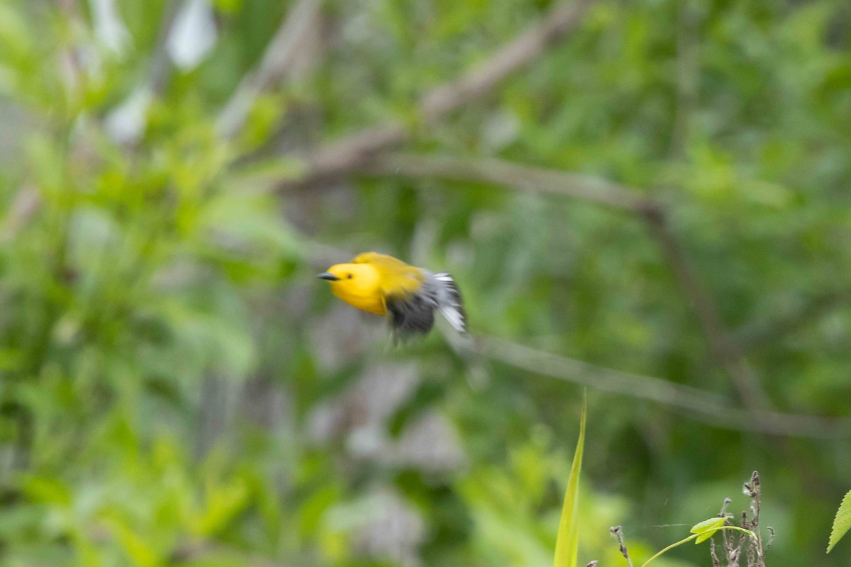 Prothonotary Warbler - ML620334444