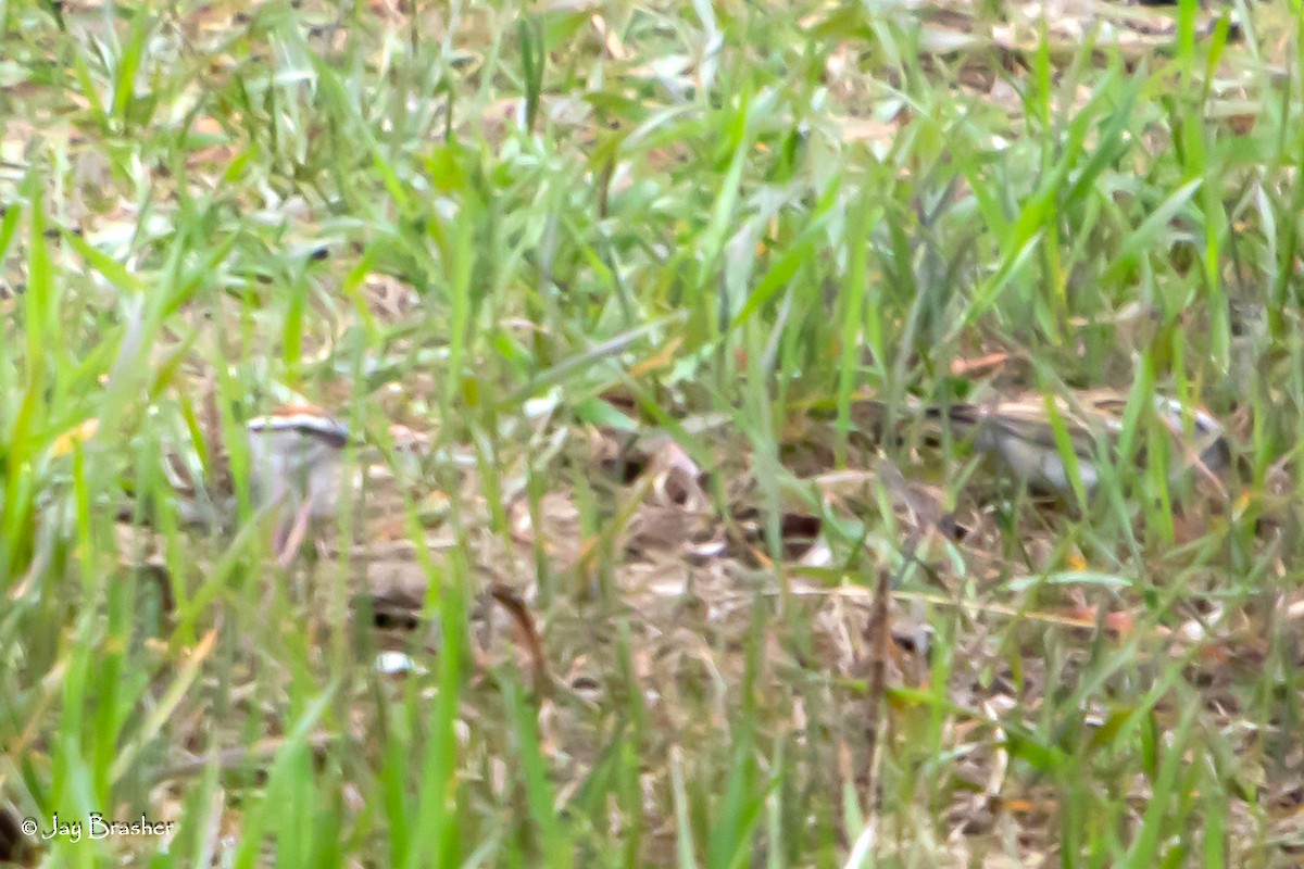 Chipping Sparrow - ML620334446