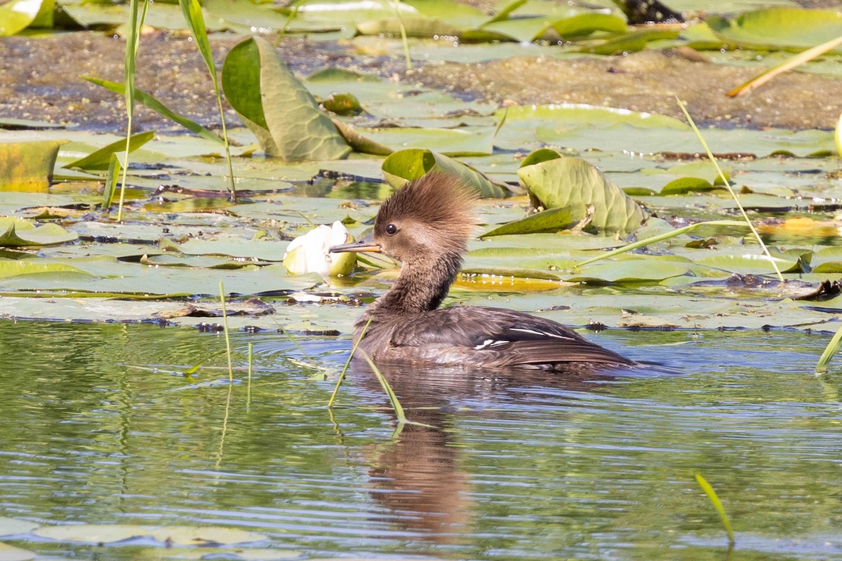 Hooded Merganser - ML620334456