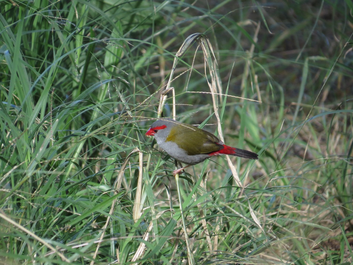 Red-browed Firetail - ML620334465