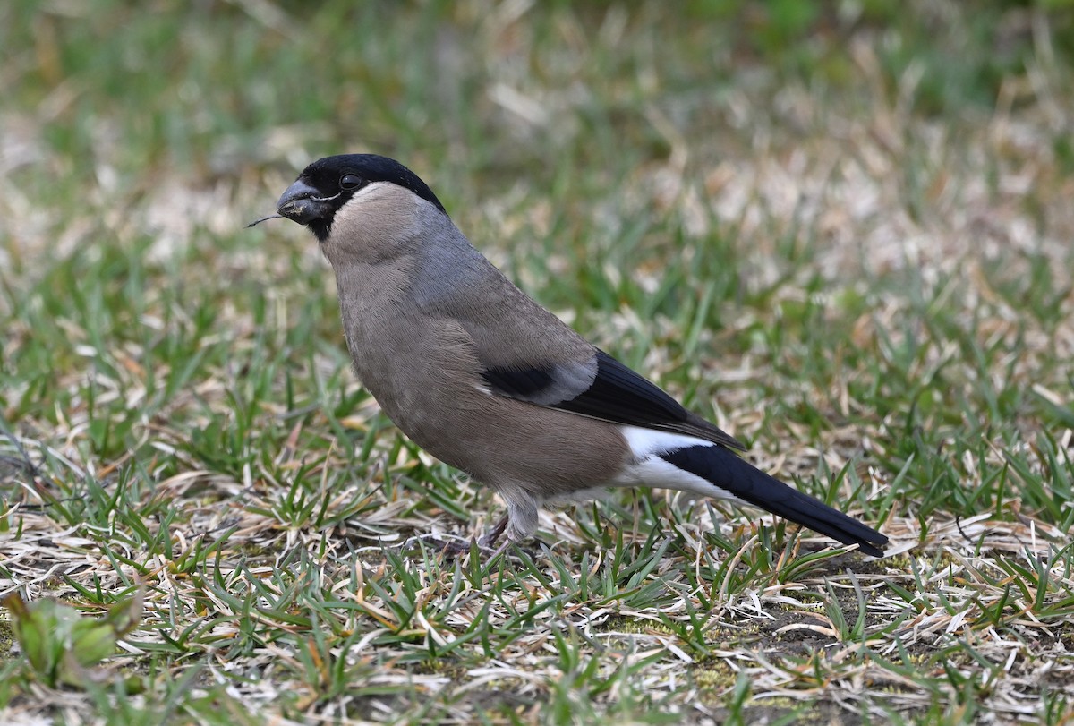 Eurasian Bullfinch - ML620334482