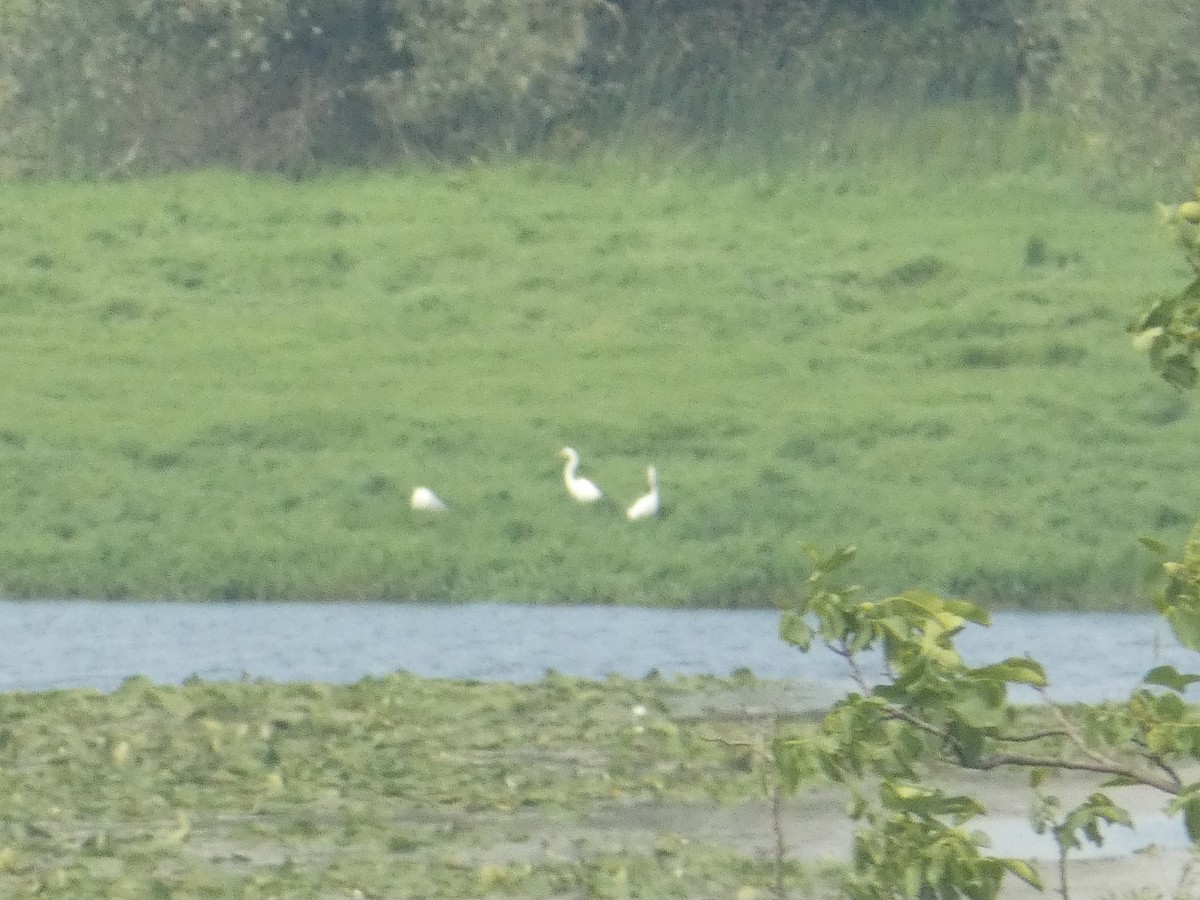 Great Egret - ML620334484