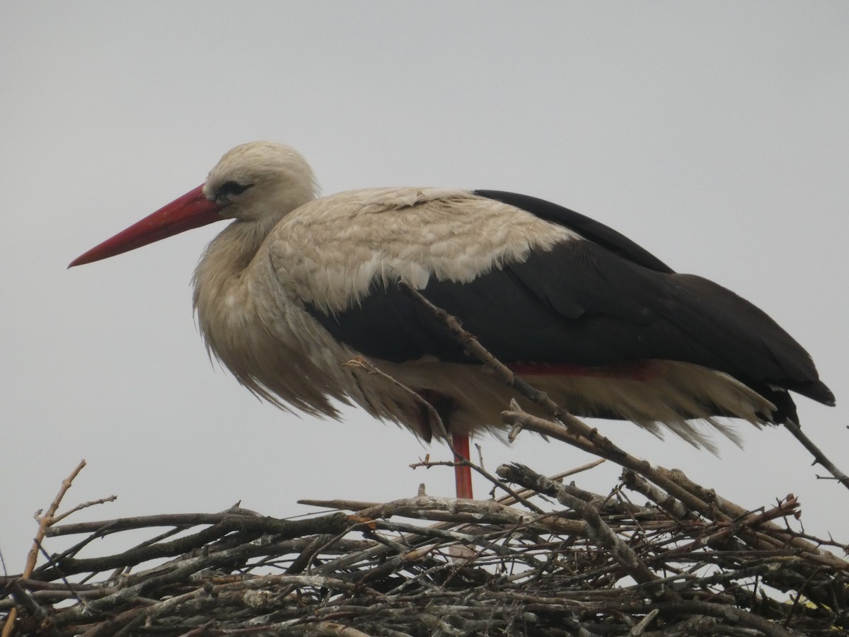 White Stork - ML620334509