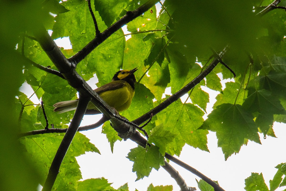 Hooded Warbler - ML620334524