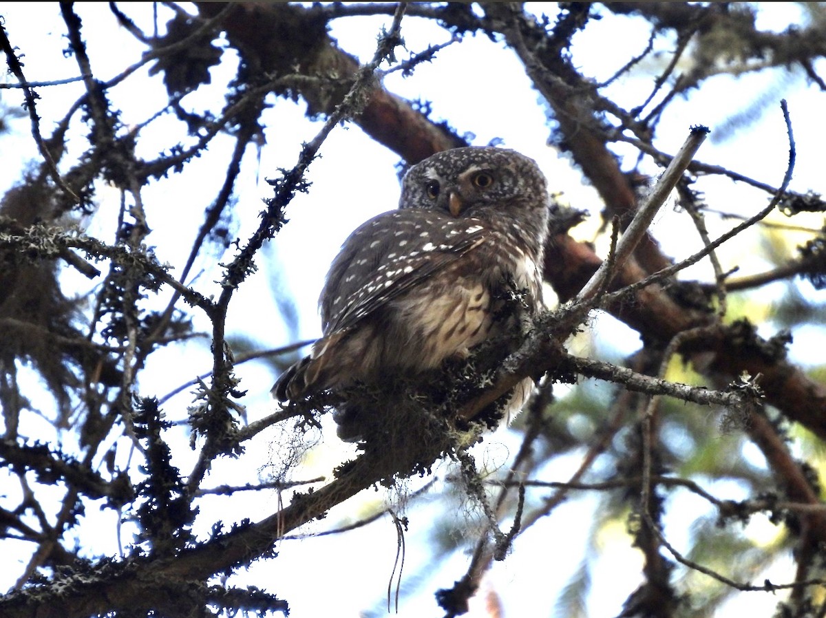 Eurasian Pygmy-Owl - ML620334537