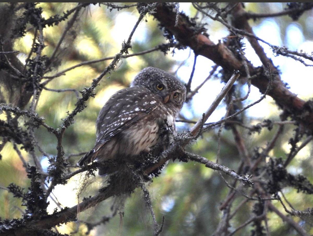 Eurasian Pygmy-Owl - ML620334571