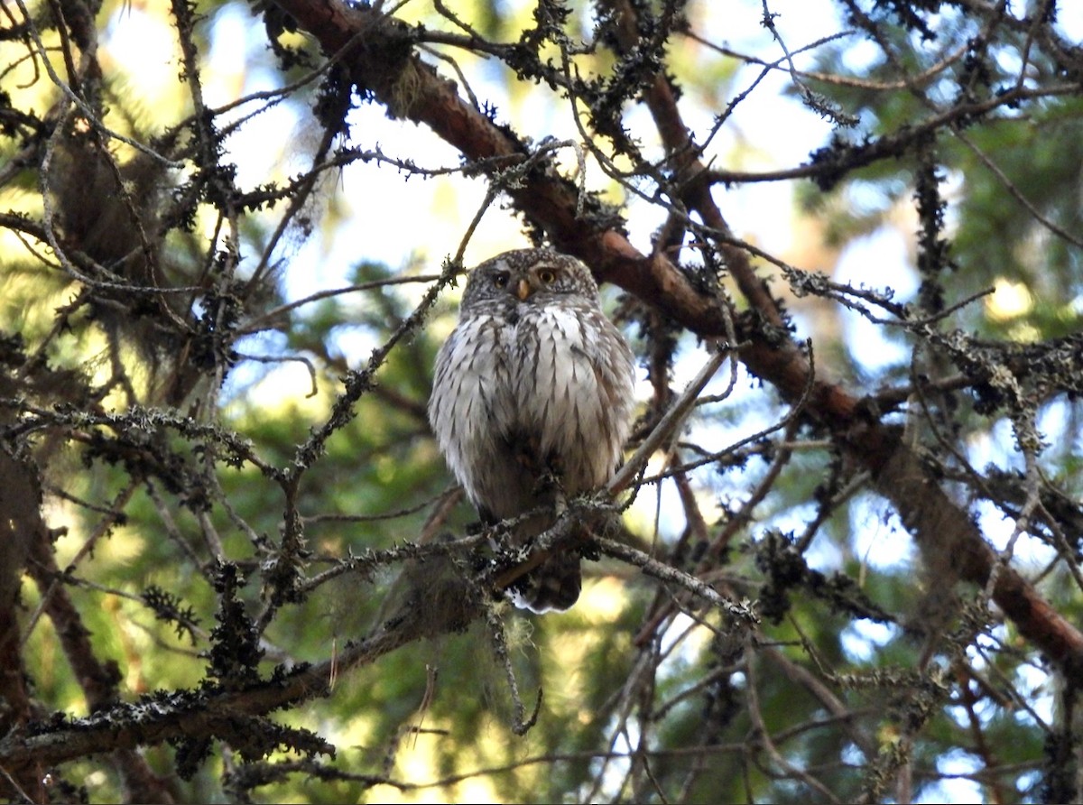 Eurasian Pygmy-Owl - ML620334574