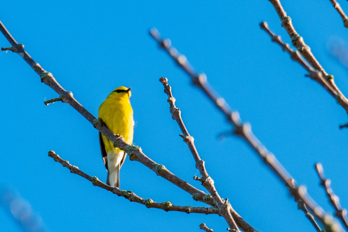 Blue-winged Warbler - ML620334581