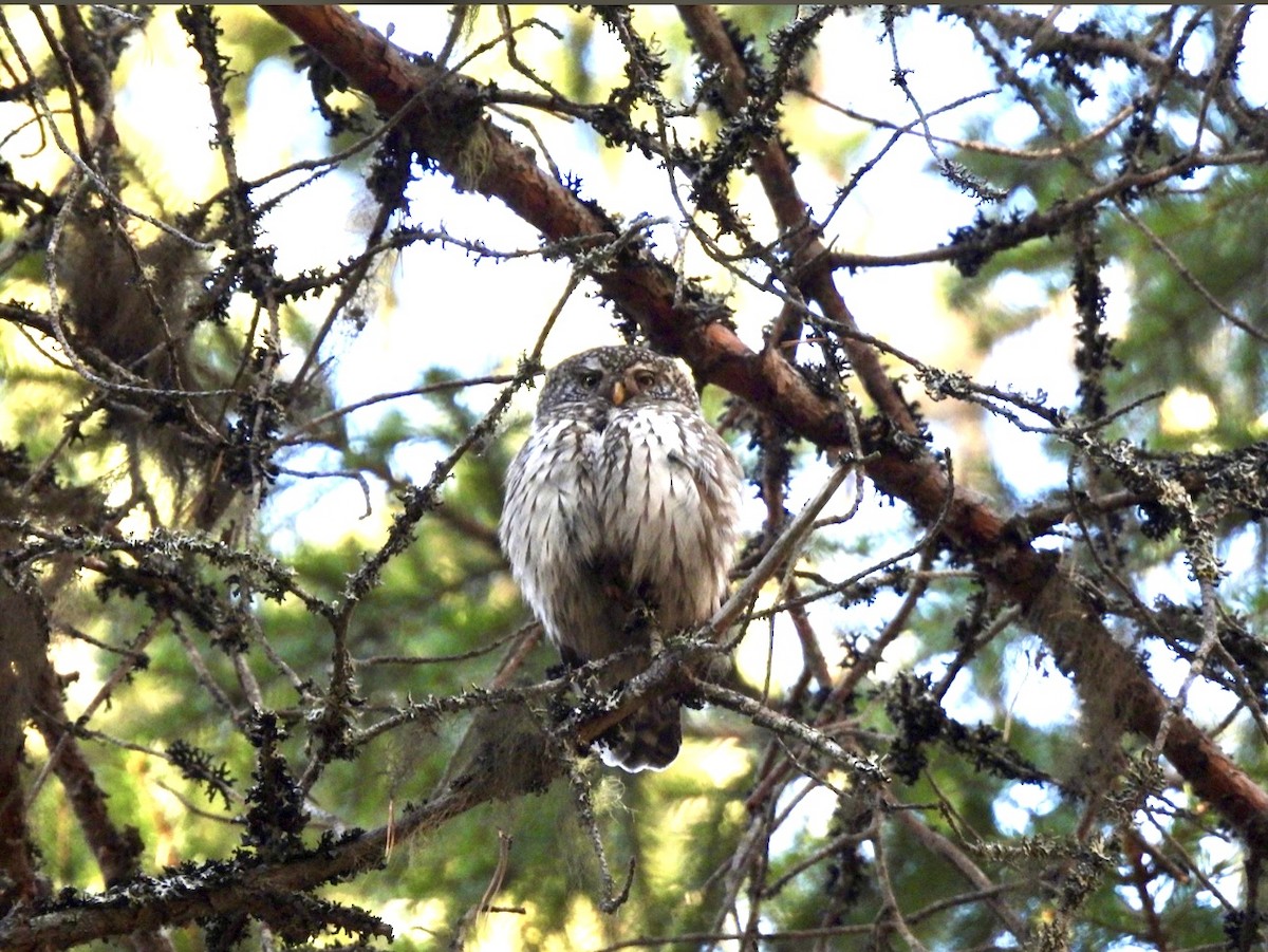 Eurasian Pygmy-Owl - ML620334585