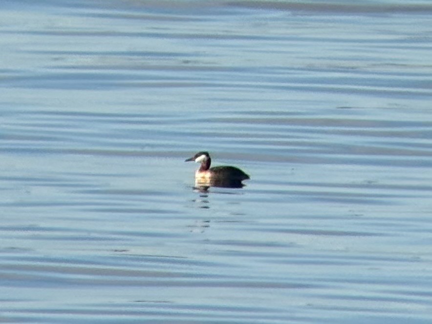 Red-necked Grebe - ML620334593