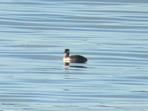 Red-necked Grebe - ML620334594
