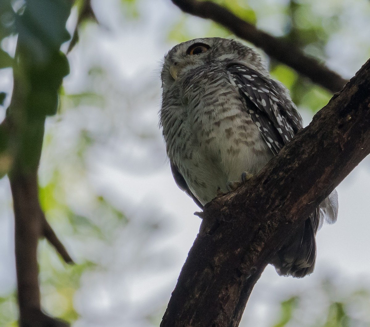 Spotted Owlet - ML620334595