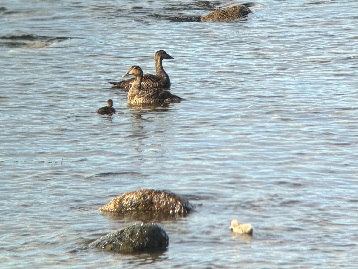 Common Eider - ML620334598