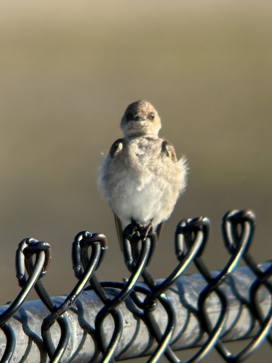 Golondrina Aserrada - ML620334600