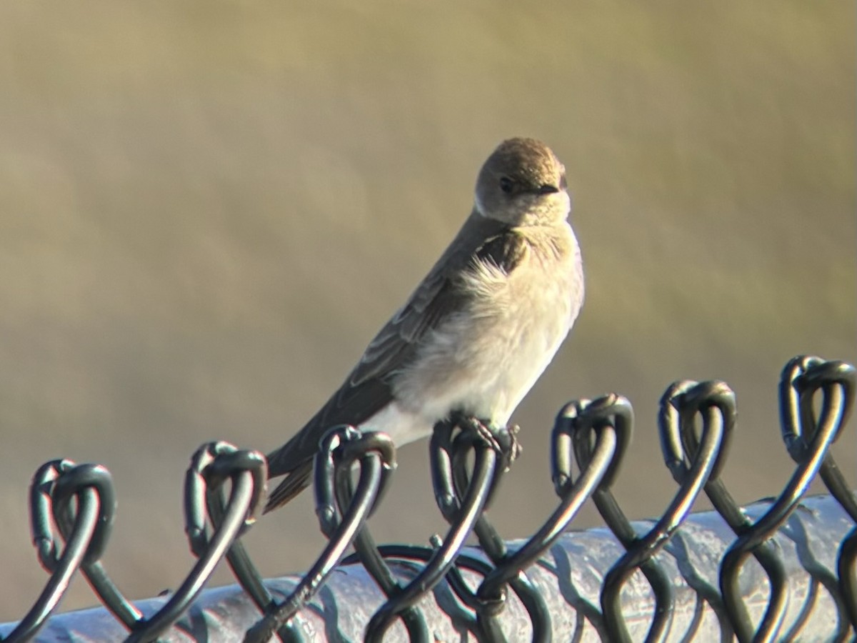 Golondrina Aserrada - ML620334601