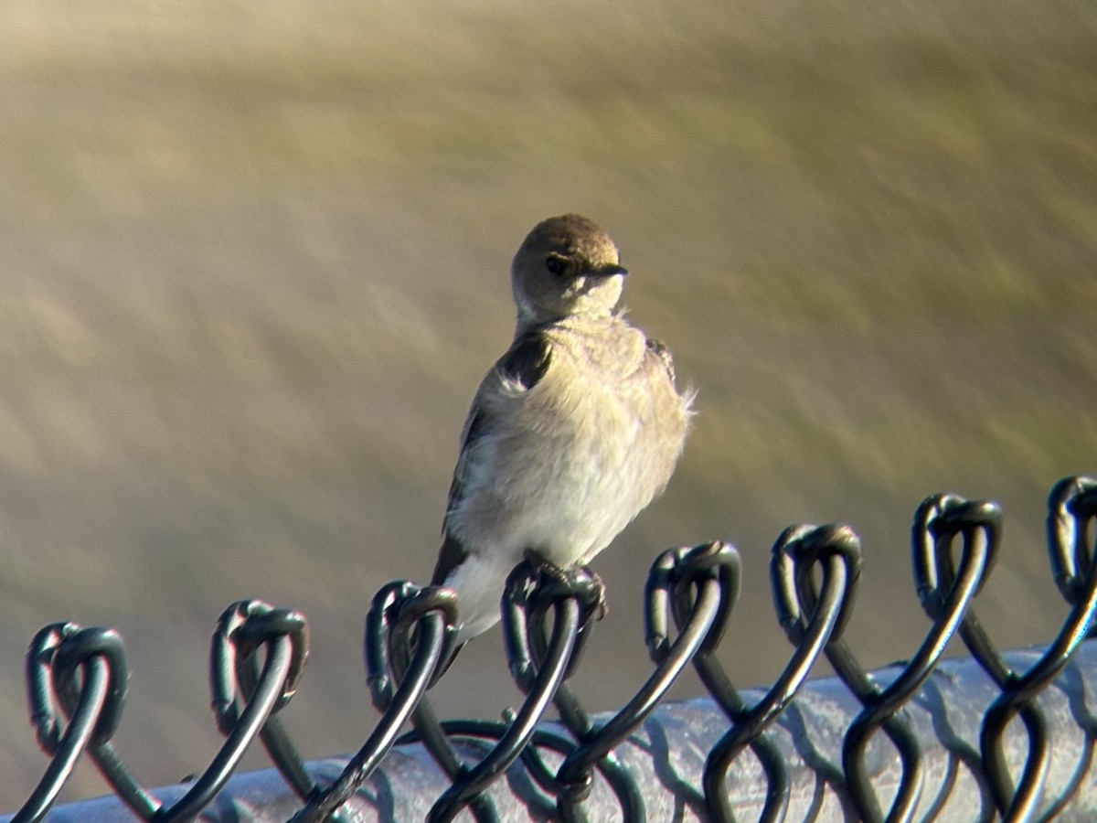 Golondrina Aserrada - ML620334602