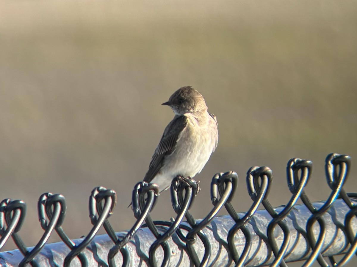 Northern Rough-winged Swallow - ML620334603