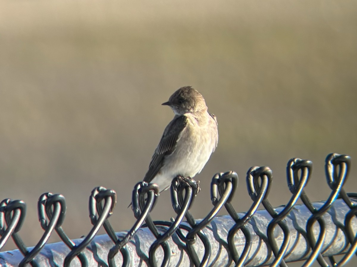 Golondrina Aserrada - ML620334603