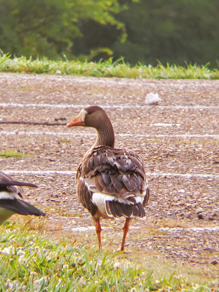 Greater White-fronted Goose - ML620334611