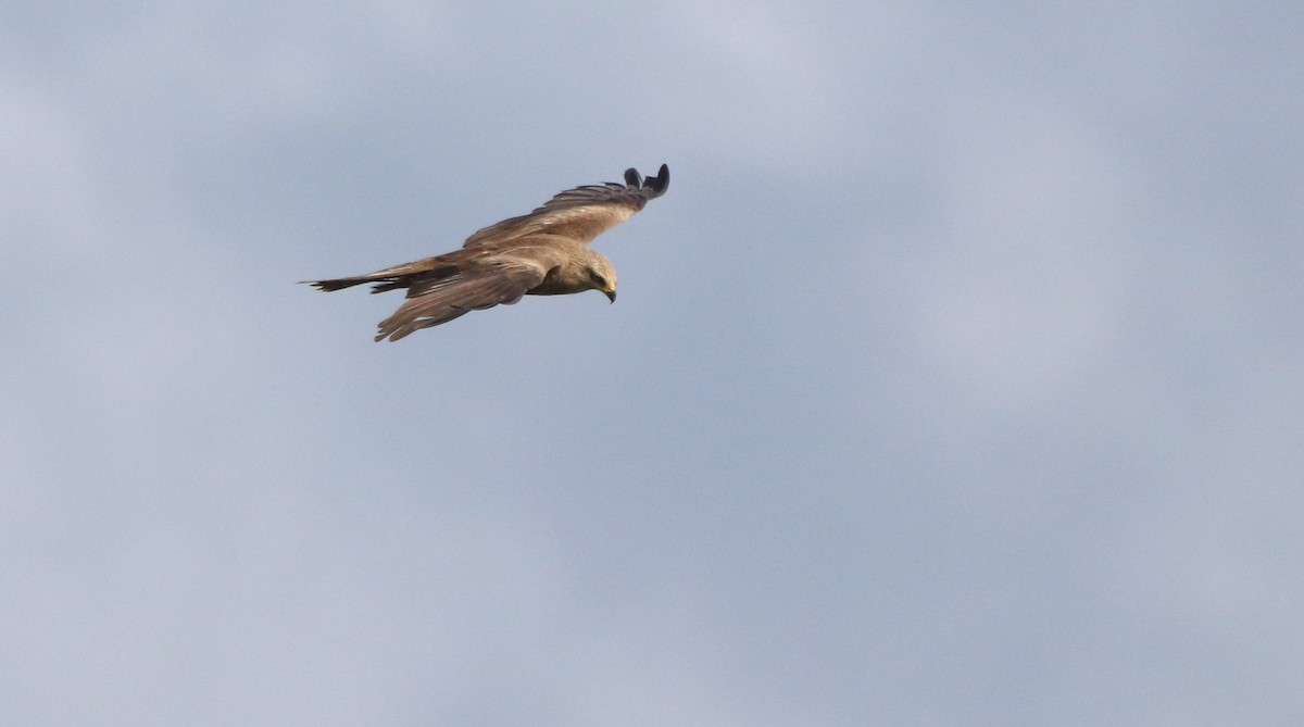 黑鳶 - ML620334629
