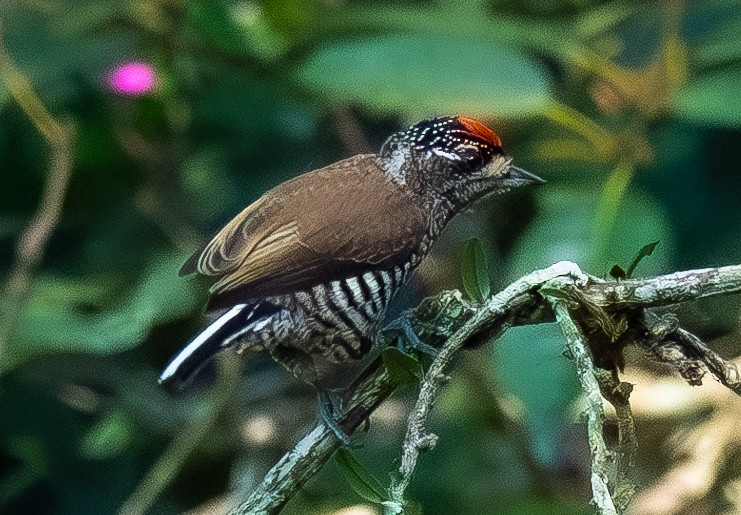 White-barred Piculet - Mary Alice HAYWARD