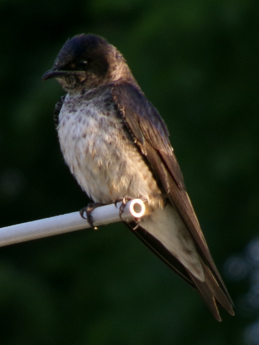 Purple Martin - ML620334648