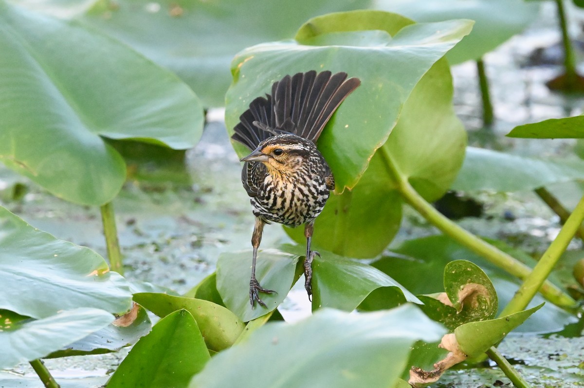 Red-winged Blackbird (Red-winged) - ML620334650