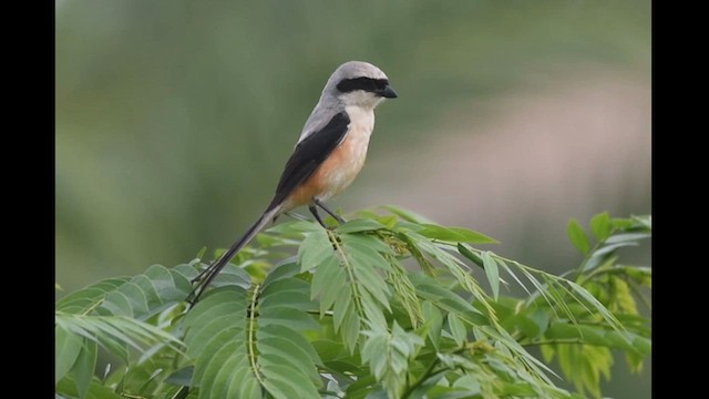 Long-tailed Shrike - ML620334652