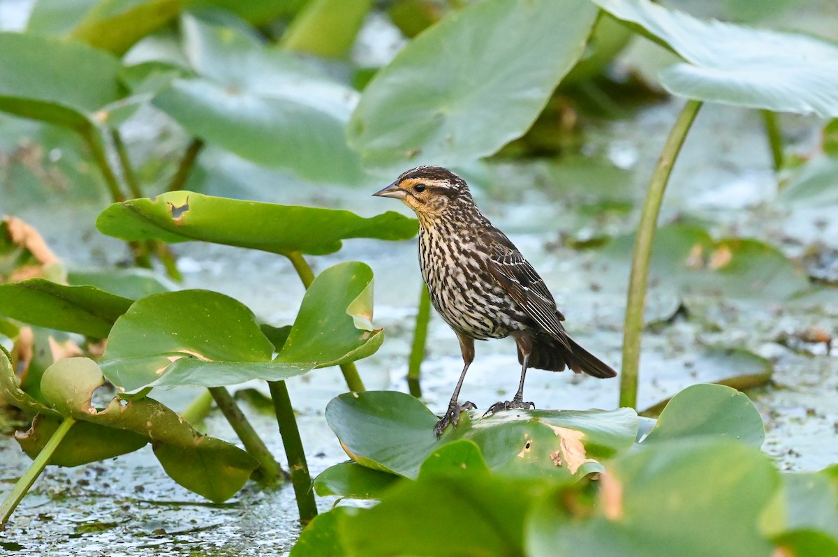 Red-winged Blackbird (Red-winged) - ML620334661