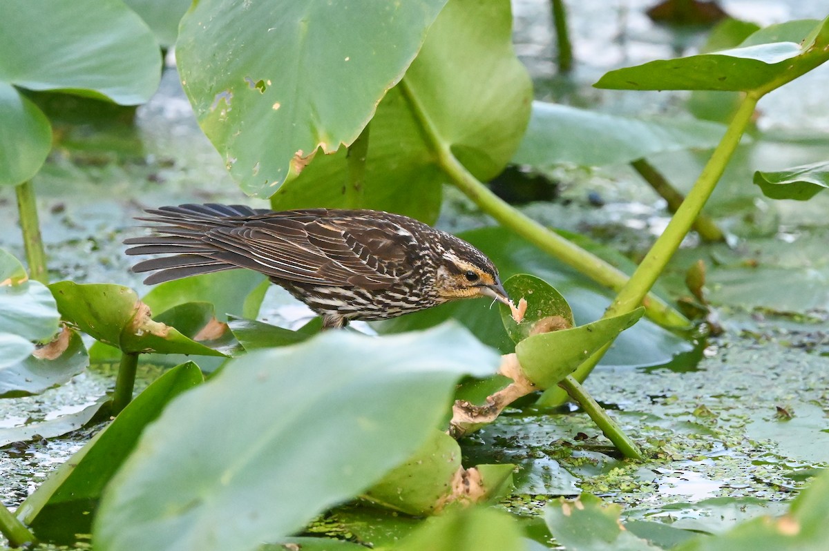 Red-winged Blackbird (Red-winged) - ML620334664