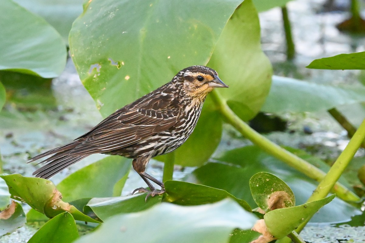 Red-winged Blackbird (Red-winged) - ML620334668