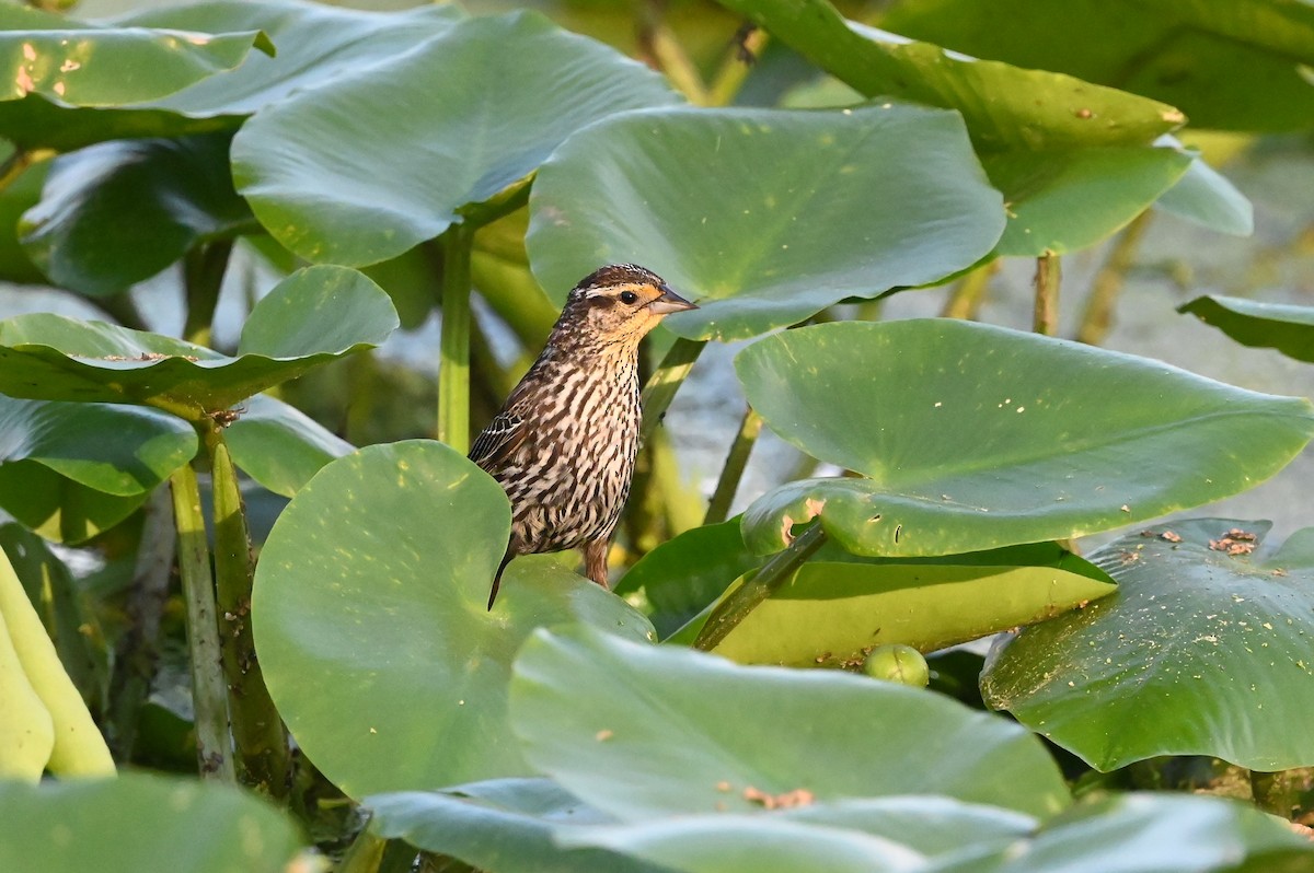 Red-winged Blackbird (Red-winged) - ML620334671