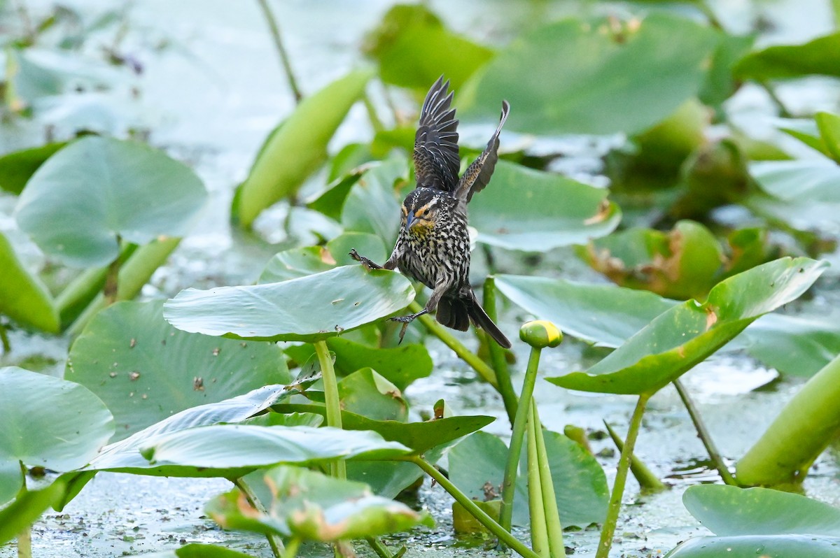 Red-winged Blackbird (Red-winged) - ML620334680