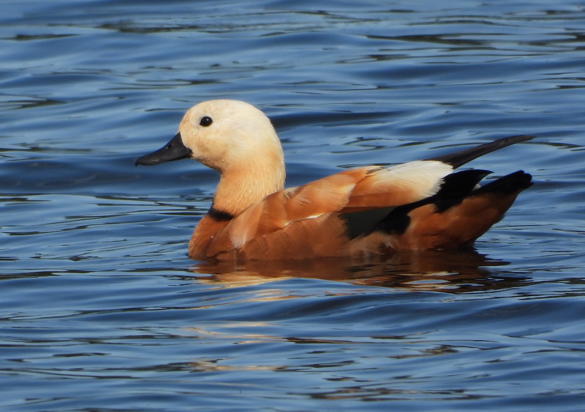 Ruddy Shelduck - ML620334694