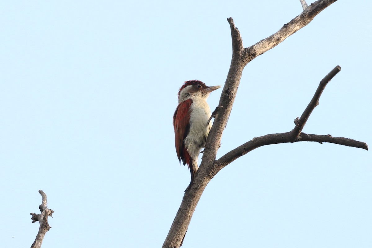 Scarlet-backed Woodpecker - ML620334695