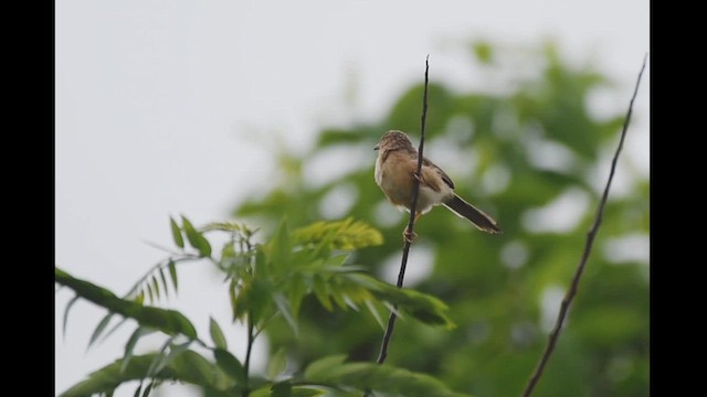 Common Babbler - ML620334712