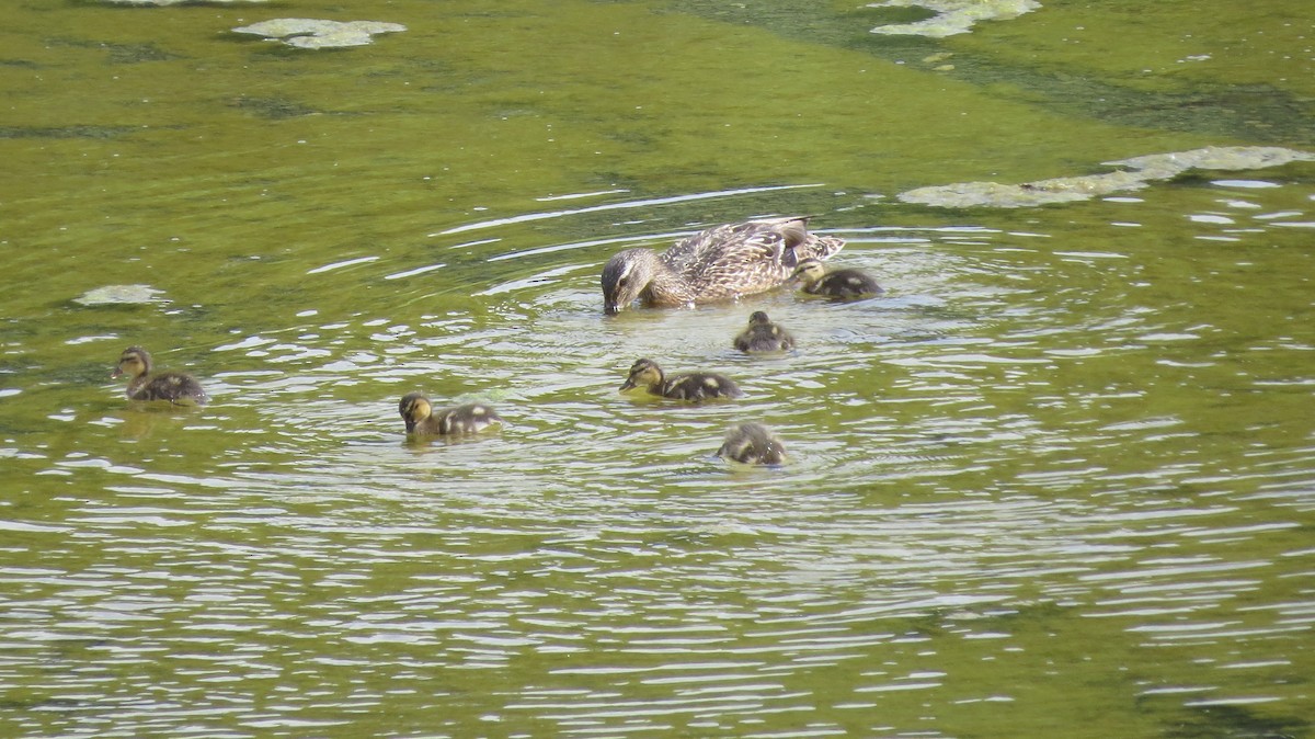 綠頭鴨 - ML620334719