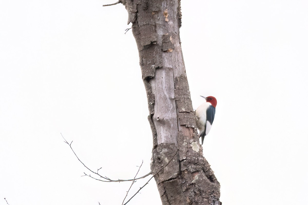 Red-headed Woodpecker - ML620334722