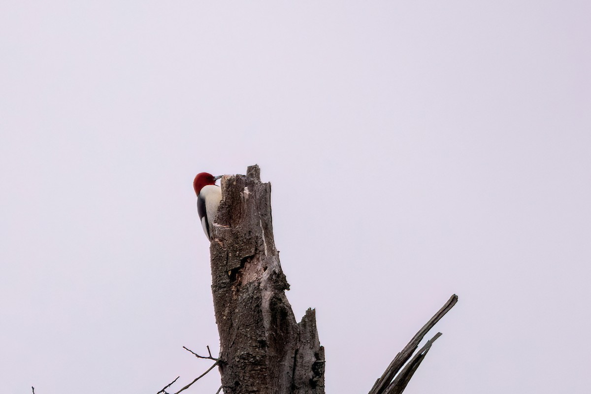 Red-headed Woodpecker - ML620334723