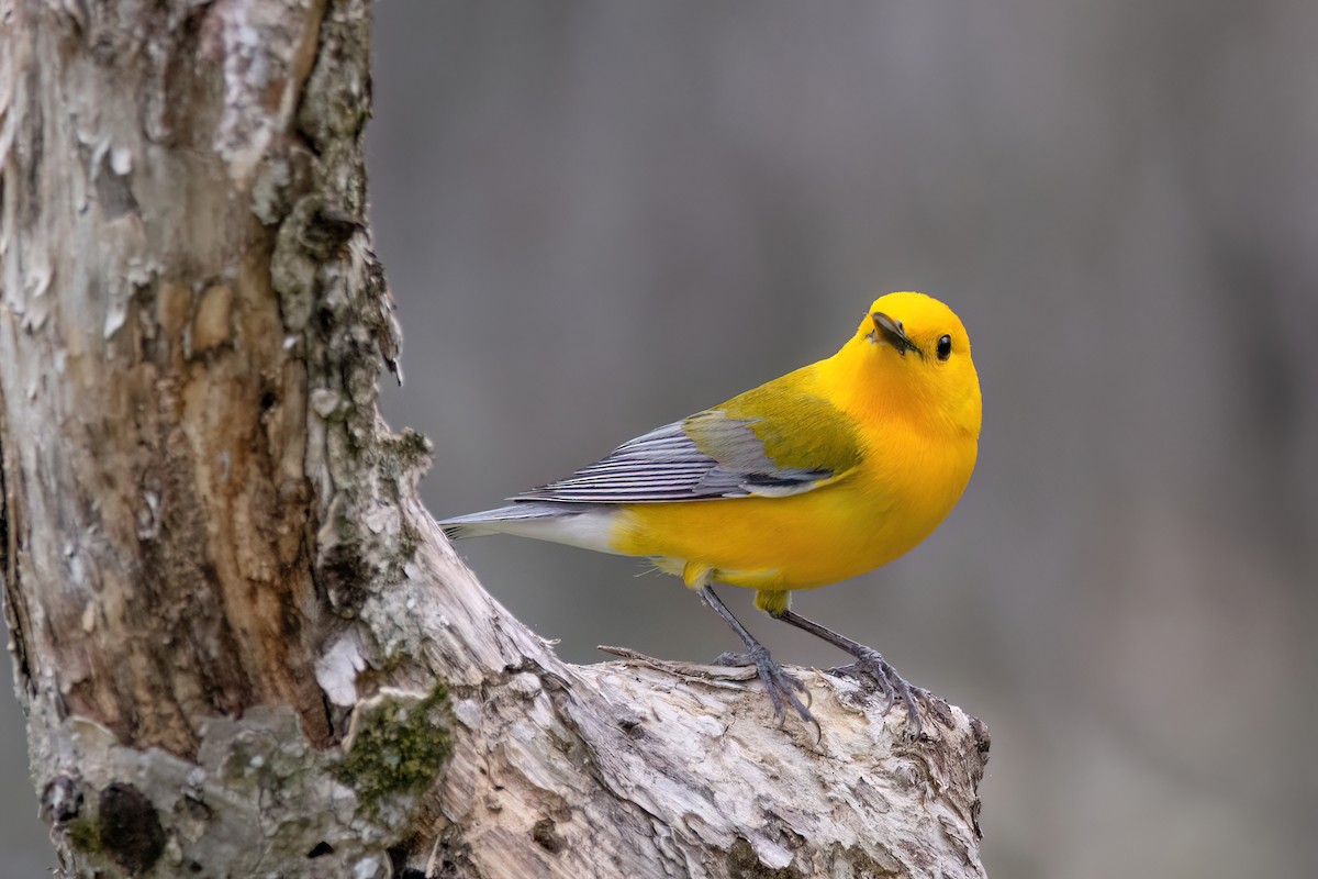 Prothonotary Warbler - ML620334724
