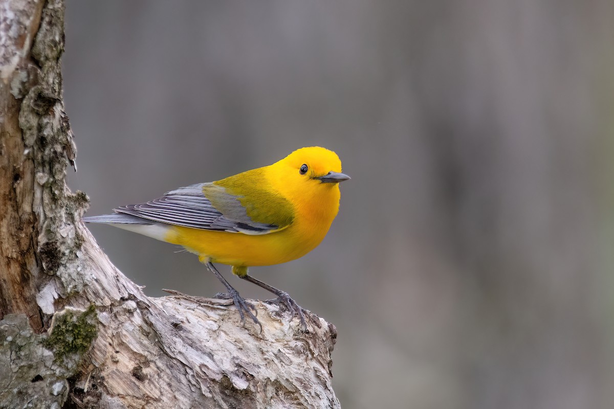 Prothonotary Warbler - ML620334725