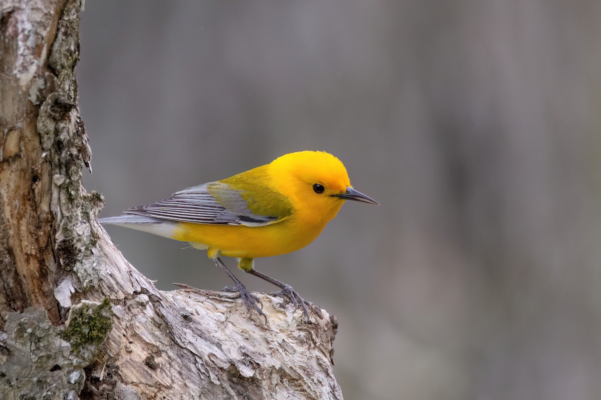 Prothonotary Warbler - ML620334726