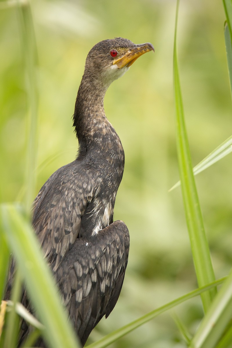 Long-tailed Cormorant - ML620334735