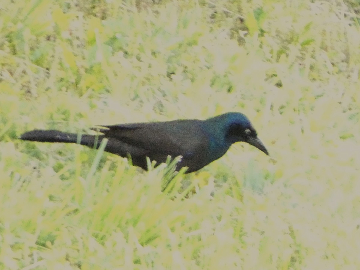 Common Grackle - ML620334743