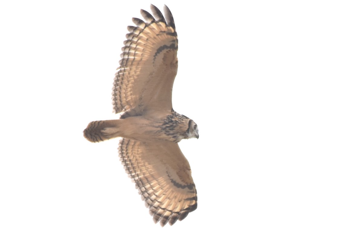 Rock Eagle-Owl - ML620334750